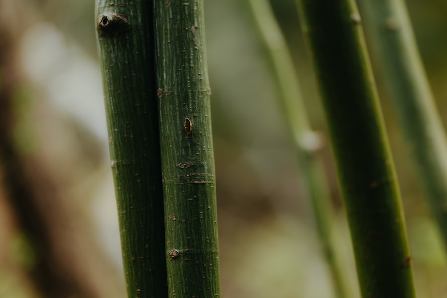 Lucky Bamboo at Beyond Bloom Co.