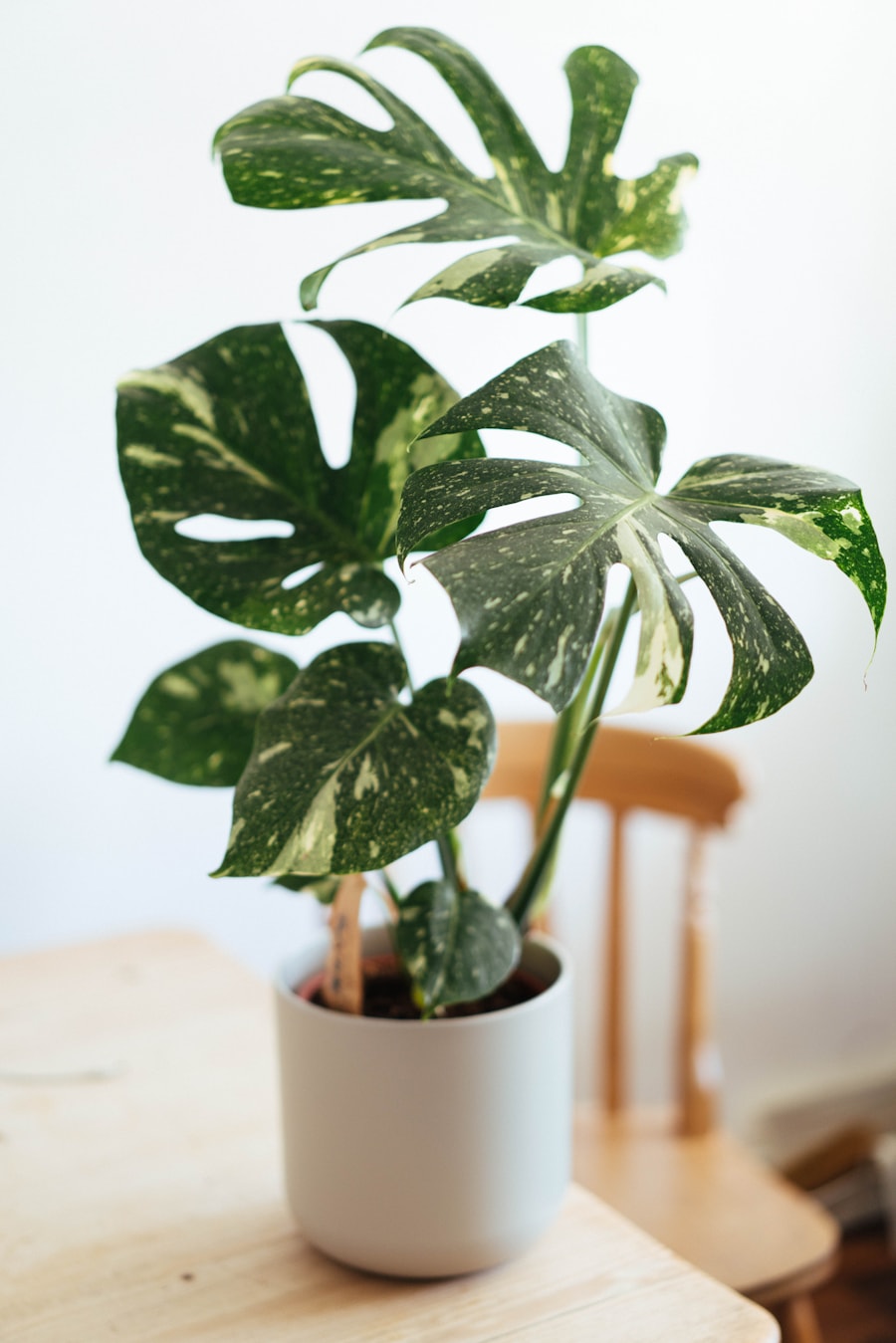 Monstera